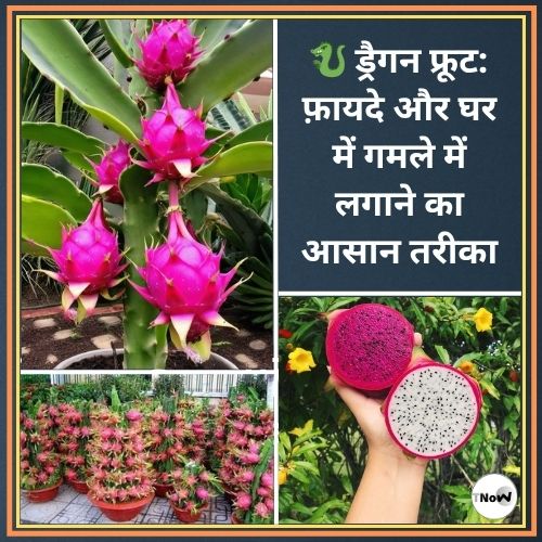 Dragon Fruit