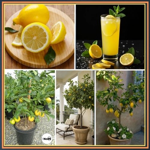 gamle me nimbu