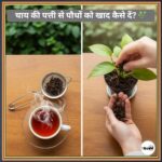 Tea leaf fertilizer