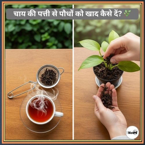 Tea leaf fertilizer